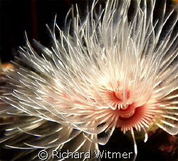 Underwater Fireworks :)  Anilao, Philippines.  Canon G9/I... by Richard Witmer 